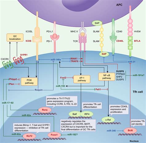 tfh&m|tfh differentiation.